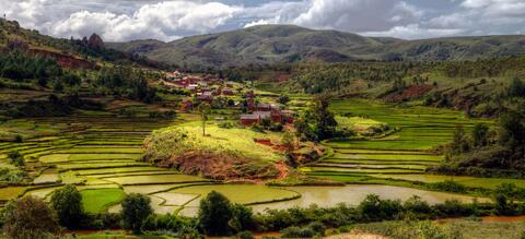 African cultivation
